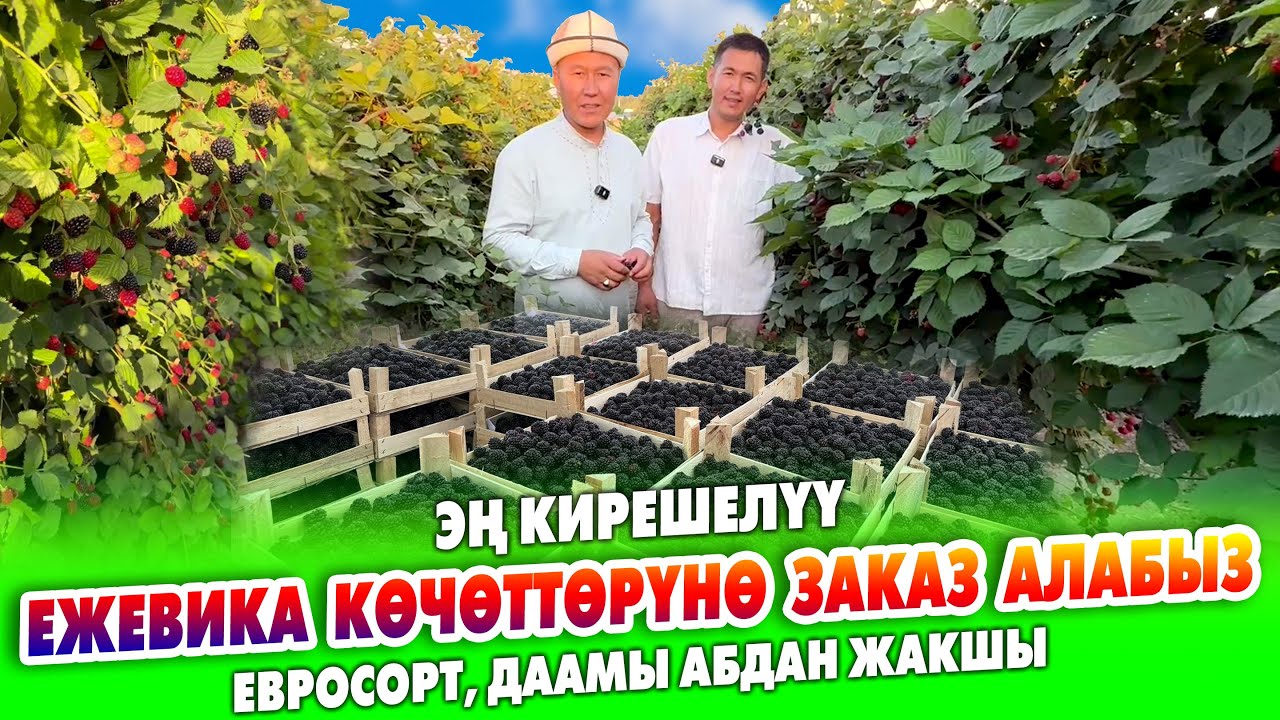 ЕЖЕВИКА көчөттөрүнө ЗАКАЗ алабыз ~ Күзгө 70 миң КӨЧӨТ даярдайбыз ~ Евросорт, даамы абдан жакшы