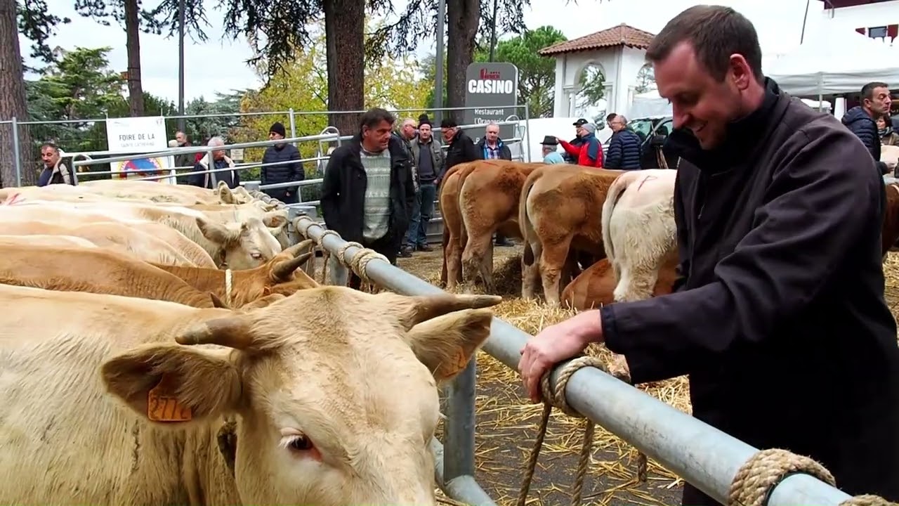 Foire de la Sainte Catherine a saint Galmier  vendredi 25 novembre 2022