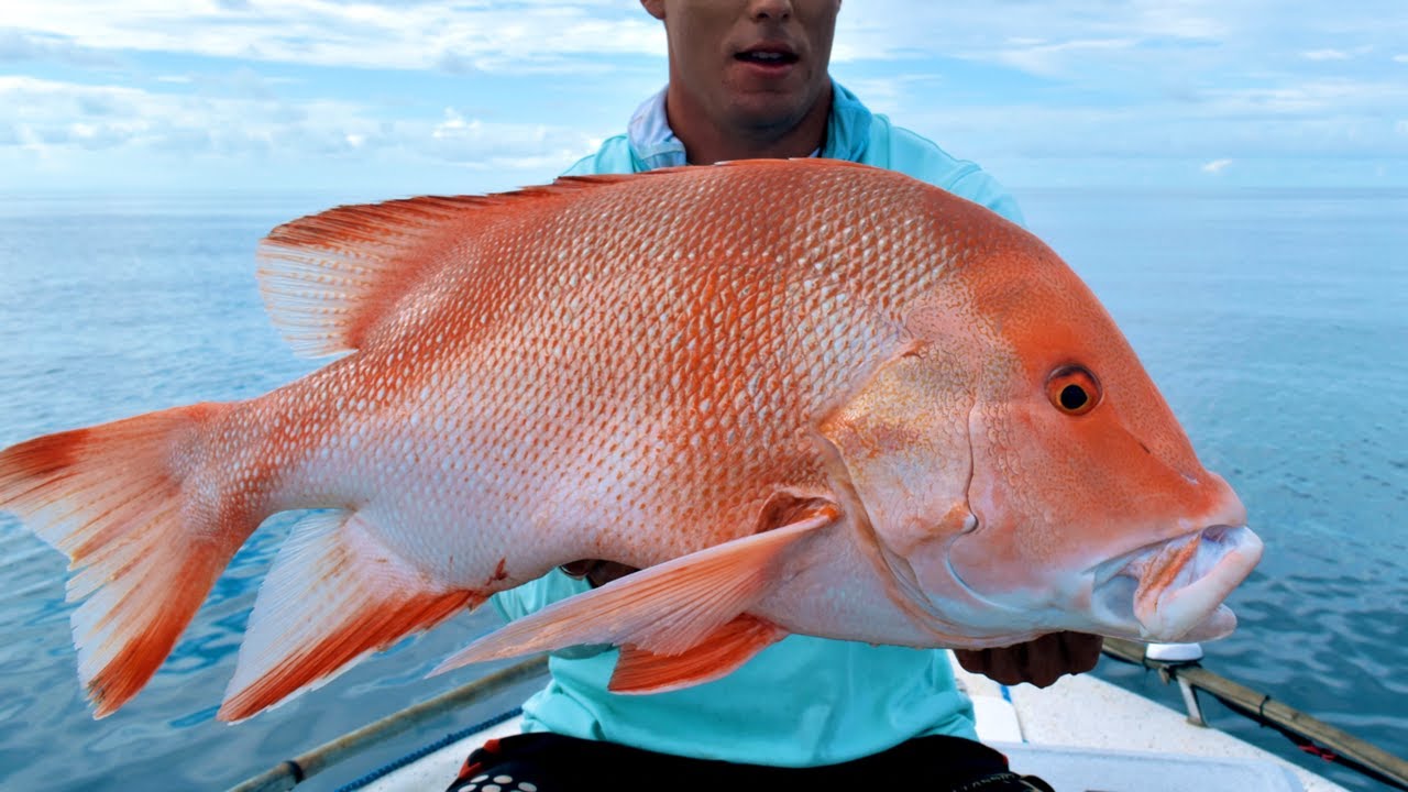 RED EMPEROR EXPLORING NEW GROUND in CAIRNS