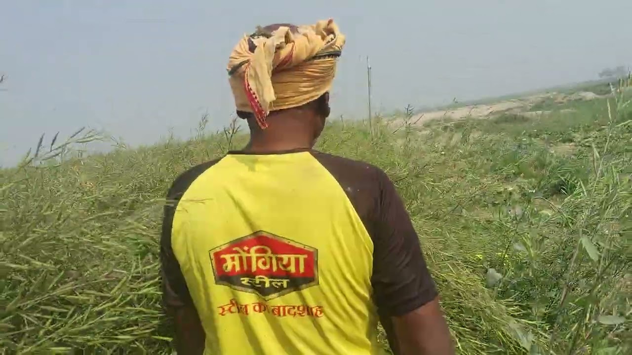 दोस्तों चलिए अपना टमाटर का खेत सरसों का खेत दिखाते हैं, #अद्भुत #NaturalBeauty #farmers