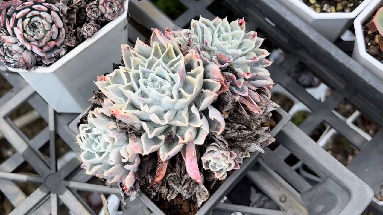 劉家花園—多肉植物養護基礎| 肉友問題回覆｜花梗妙用小技巧｜多肉植物葉孵成果心得分享｜如何判斷根性是否健康