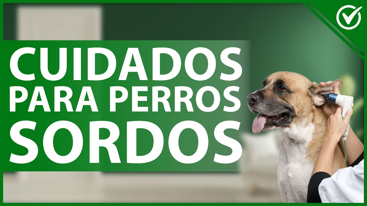🐕 ¿Cómo saber si un PERRO es SORDO y de que forma tratarlo? - Salud canina 🔕🐕