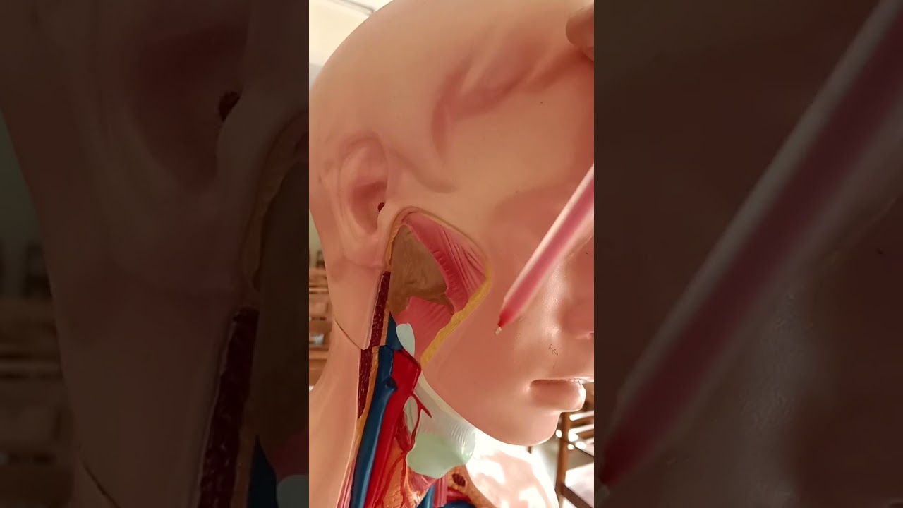 Surface marking of parotid duct