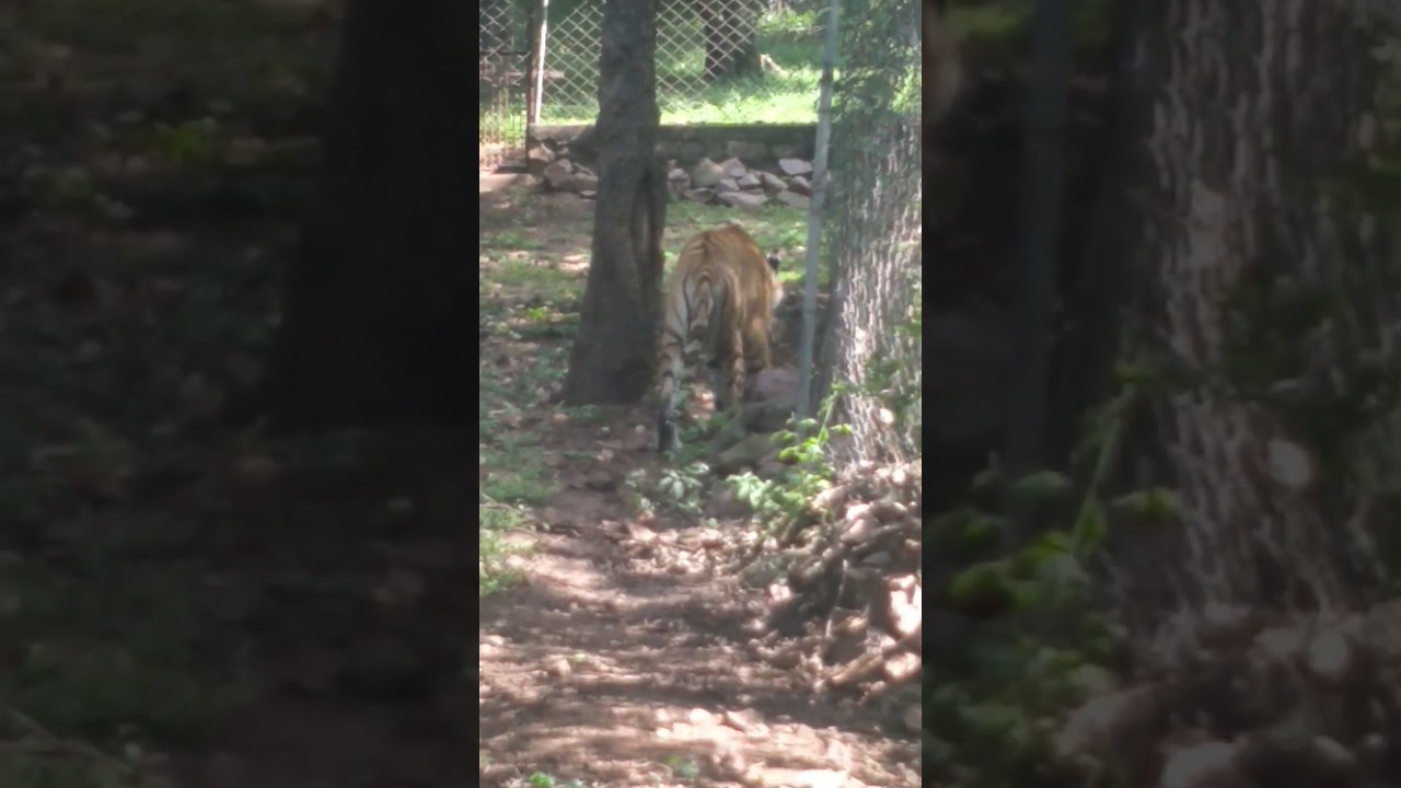 van vihar national park, bhopal | MP #tiger #vanvihar