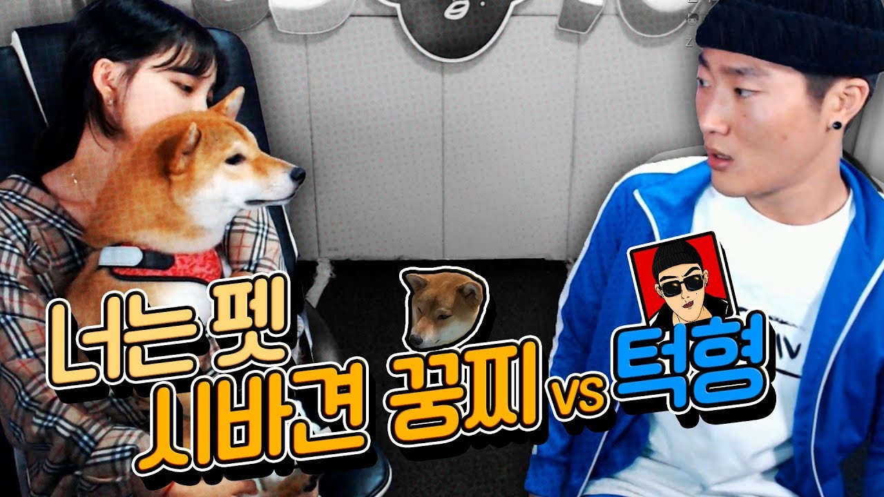 대한건아턱형의 '너는 펫' 출연!/ 시바견 꿍찌의 매력을 뽐내고 왔습니다 [까꿍이네 LIVE]
