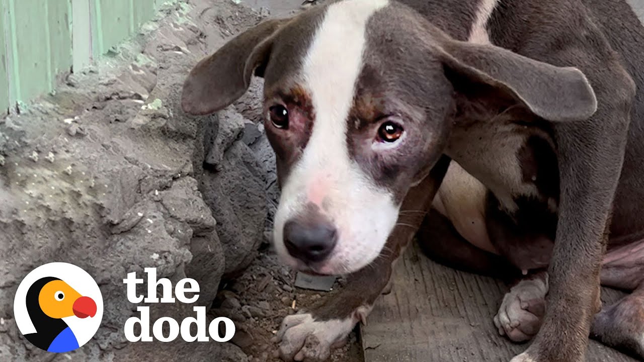 Woman Finds a ‘Broken’ Pittie Puppy Abandoned | The Dodo