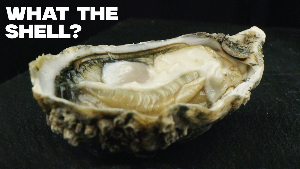 Every Type Of Oyster That We Eat In the United States