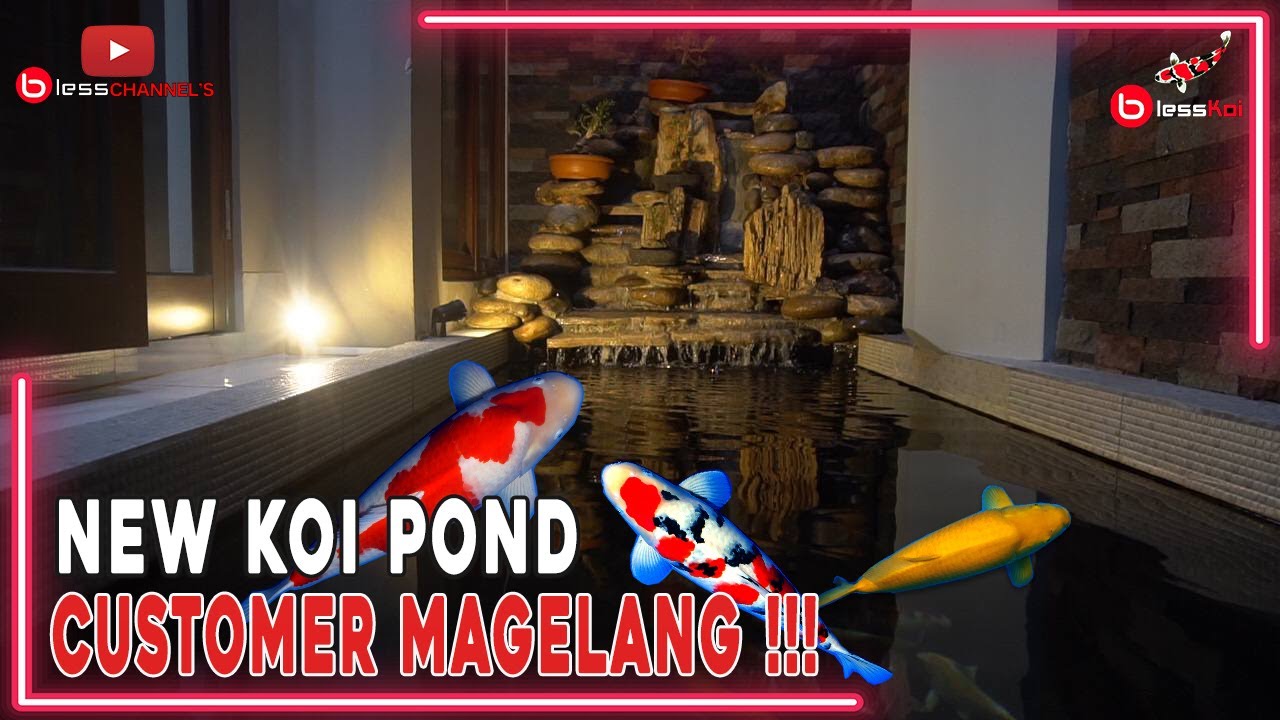 NEW KOI POND CUSTOMER MAGELANG ❗❗❗
