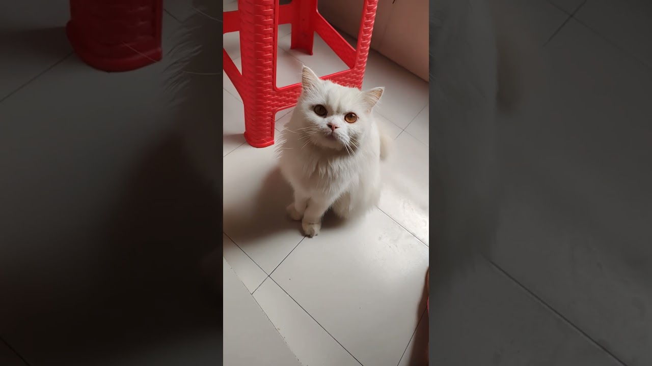 #viralshortvideo