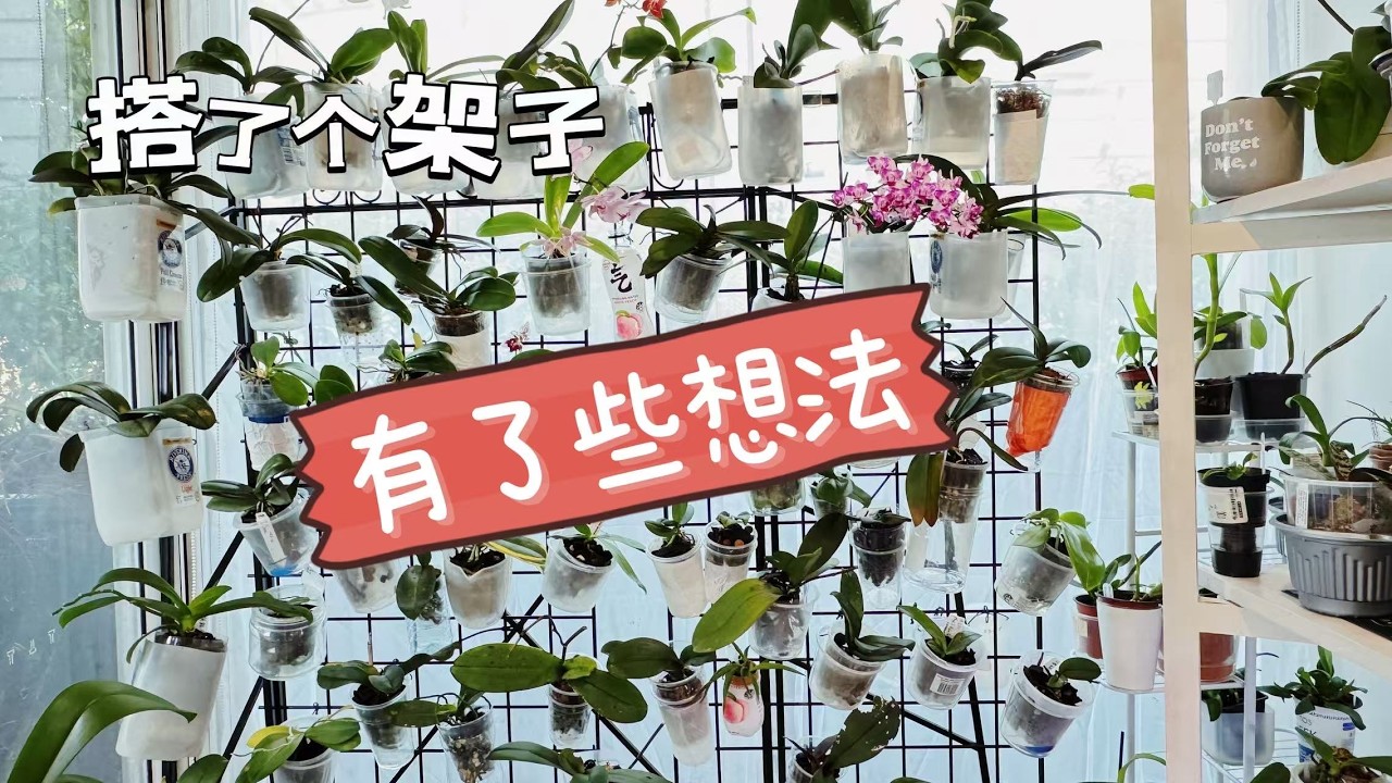 【25024】开心😄，新搭了个网格花架，太好了，新想法，新尝试，和一些主意【静姐说花】有字幕