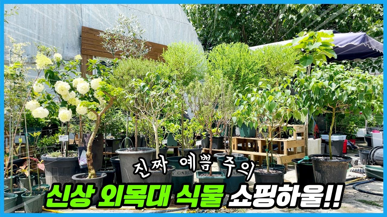 외목대 식물 폭풍 쇼핑했어요!! 화분에 키우는 예쁜식물 15종 투어!!