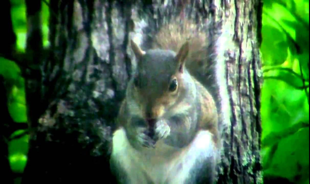 squirrels just wanna have fun... and food... and sleep... and zombies
