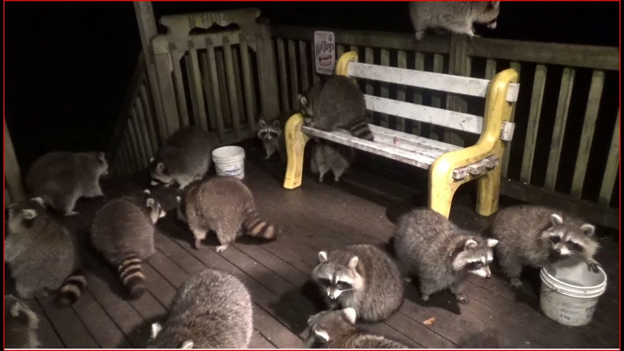 Good Hungry Raccoon Crowd Tonight - Saturday October 17/20  9:00 PM