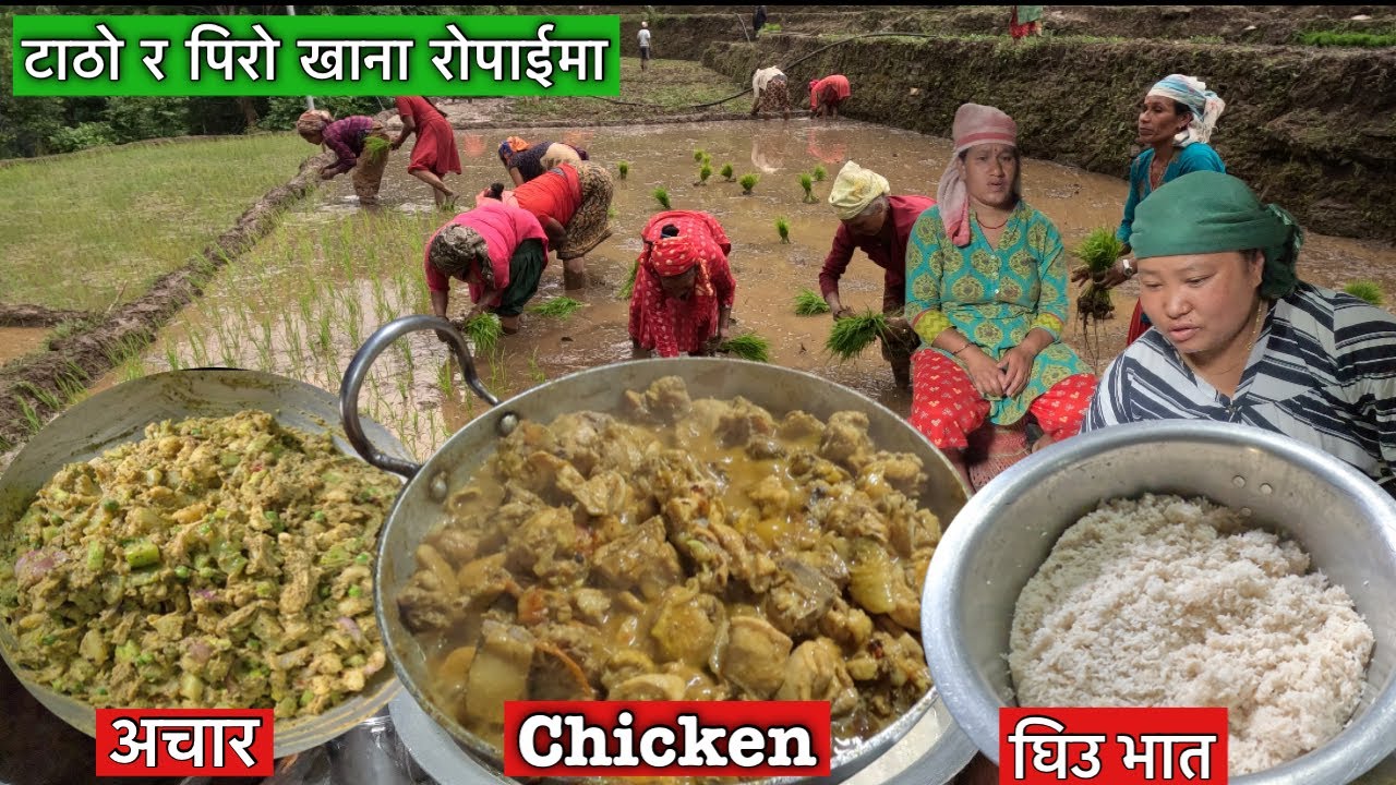 मिठो मानेर खाए खेतालाले खाना\ सार्है स्वादिष्ट भाको बाई\village rice faarming & tasty food\Susmita\