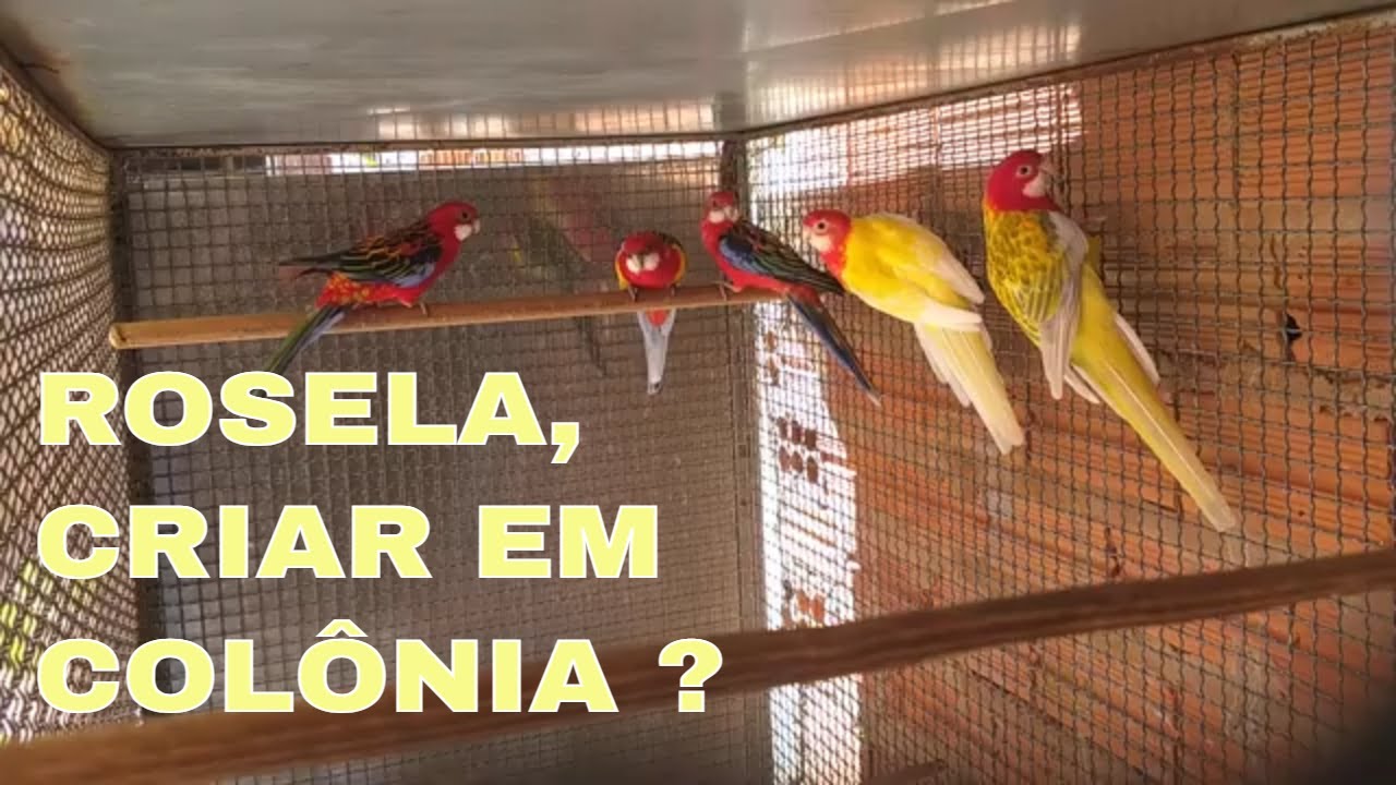 ROSELA, CRIAR EM COLÔNIA?