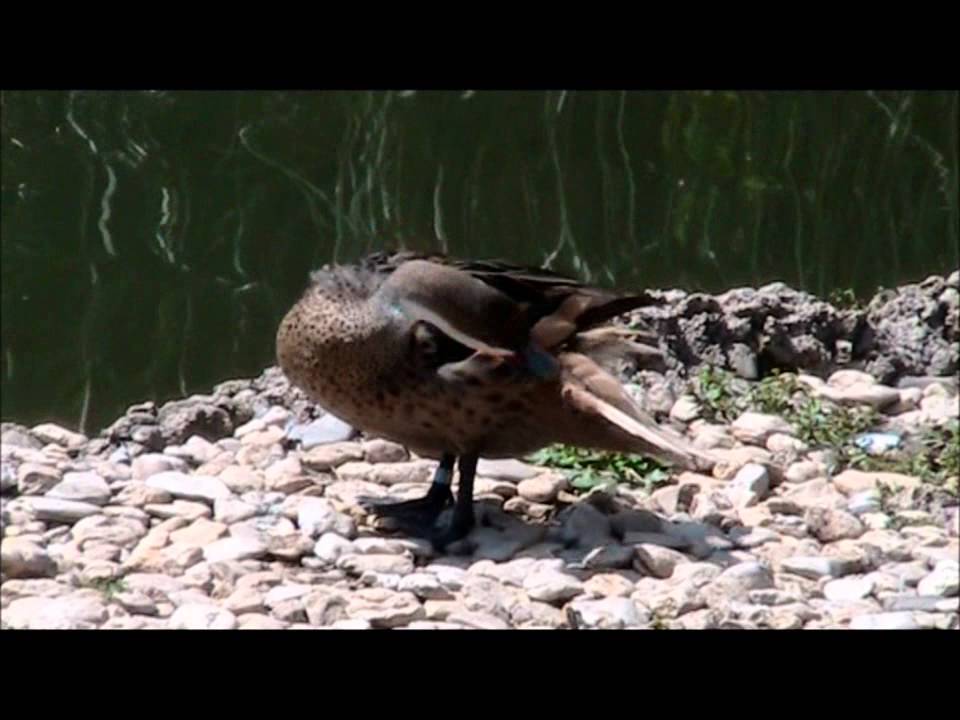 White-cheeked Pintail 2