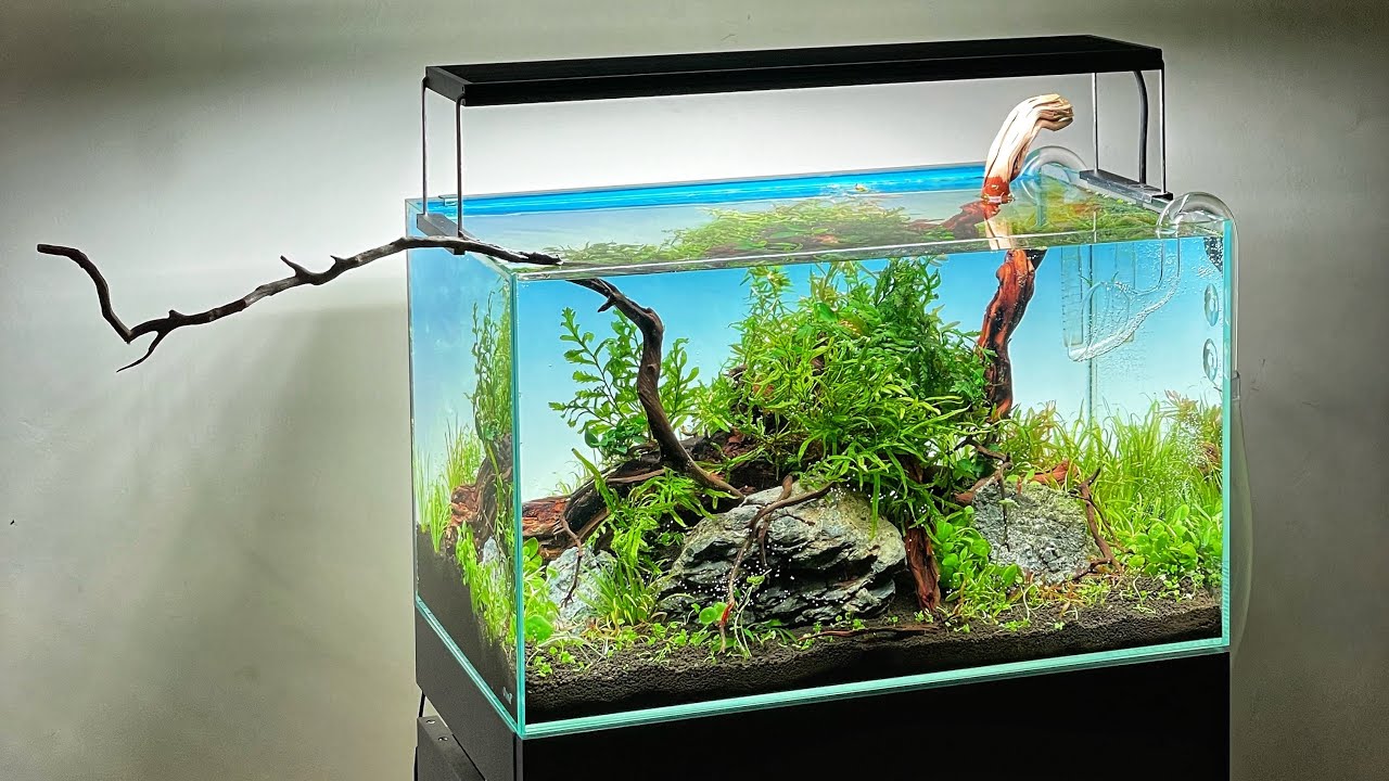 NEW AQUASCAPE - WHY NO FISH!!??