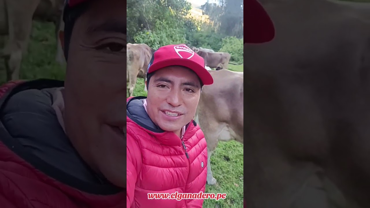 Raza Bovina Brown Swiss o Pardo Suizo de Doble Propósito Desde Perú Ocros Ancash