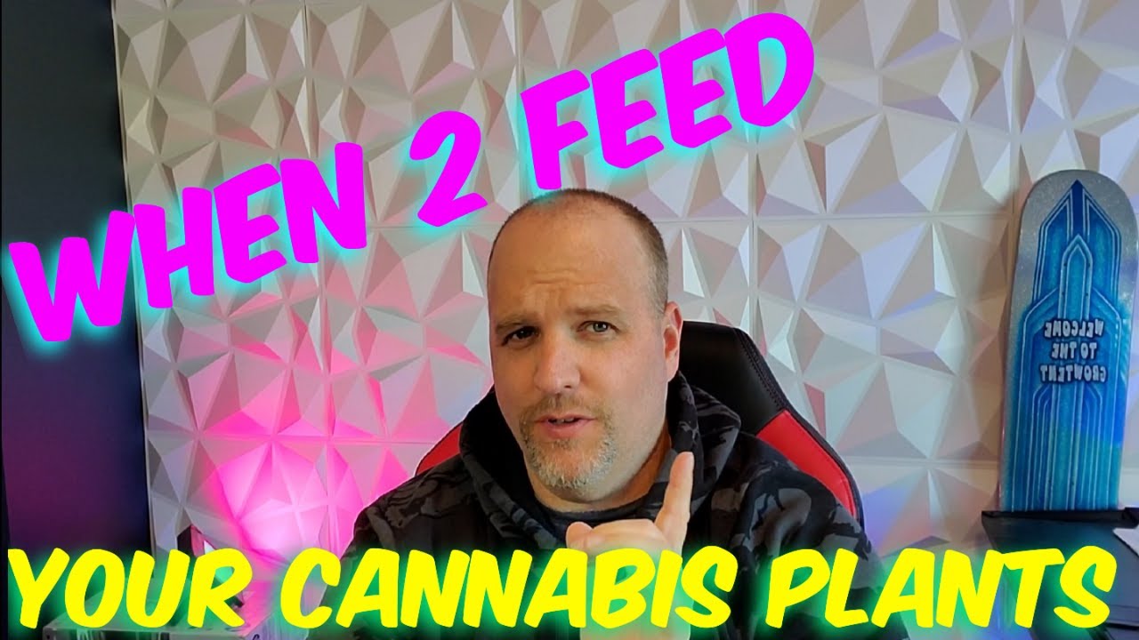 When to Feed Your Cannabis Plant