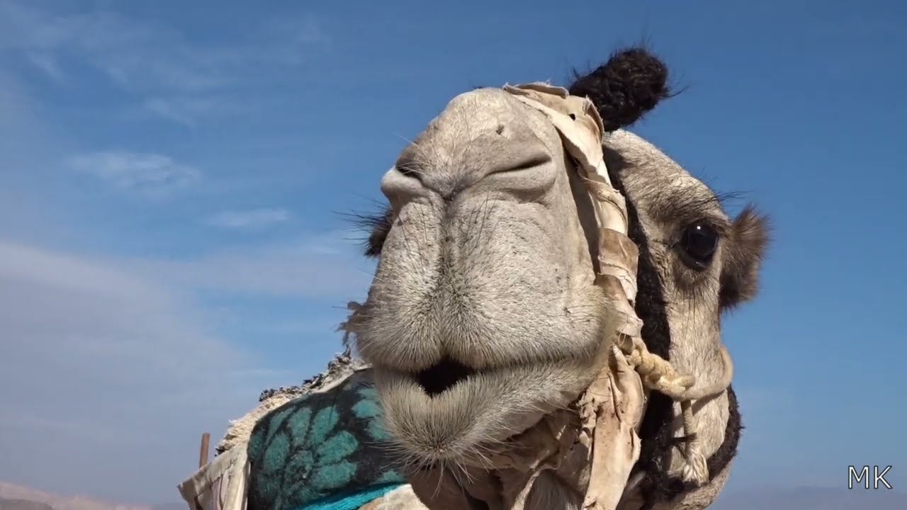 RED SEA - EGYPT 54 : CAMEL / VELBLOUD