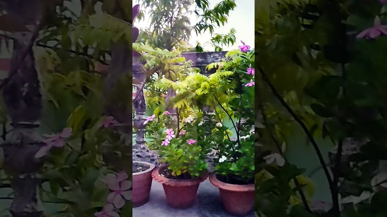 June Thunderstorm #thunderstorm #june #2024 #weather #shortvideo #shorts #ytshorts