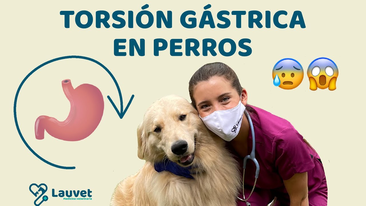 TORSIÓN GÁSTRICA EN PERROS | Síntomas y Prevención - Lauvet