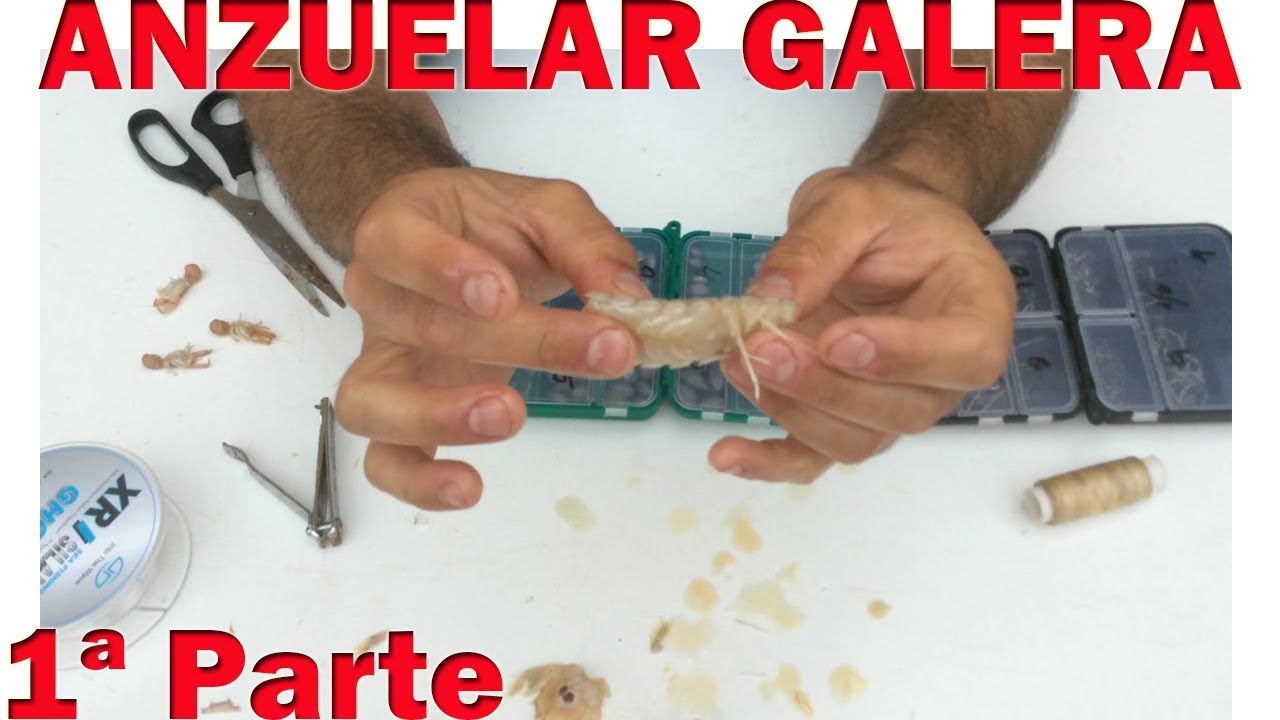 Corcheo Mar:  Anzuelar o encarnar Galera para pescar doradas, mejores épocas para este cebo 1ª part