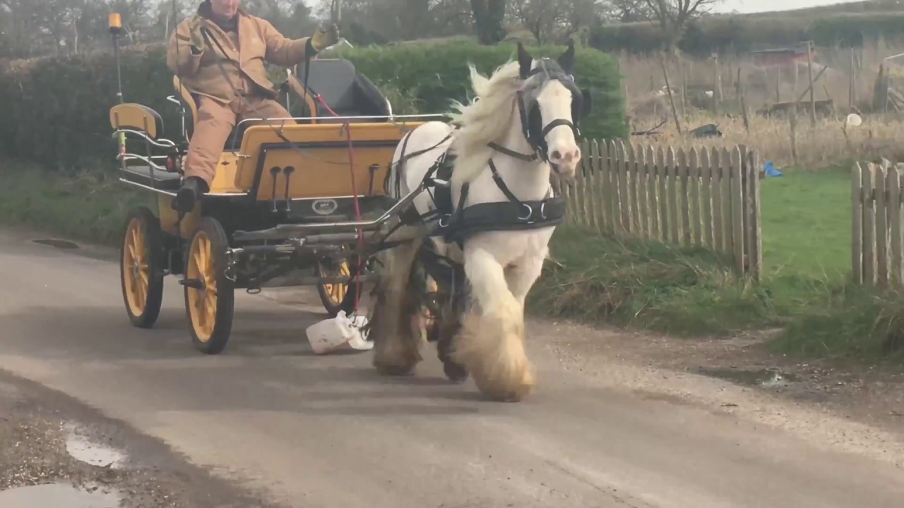 Retraining a rescue cob