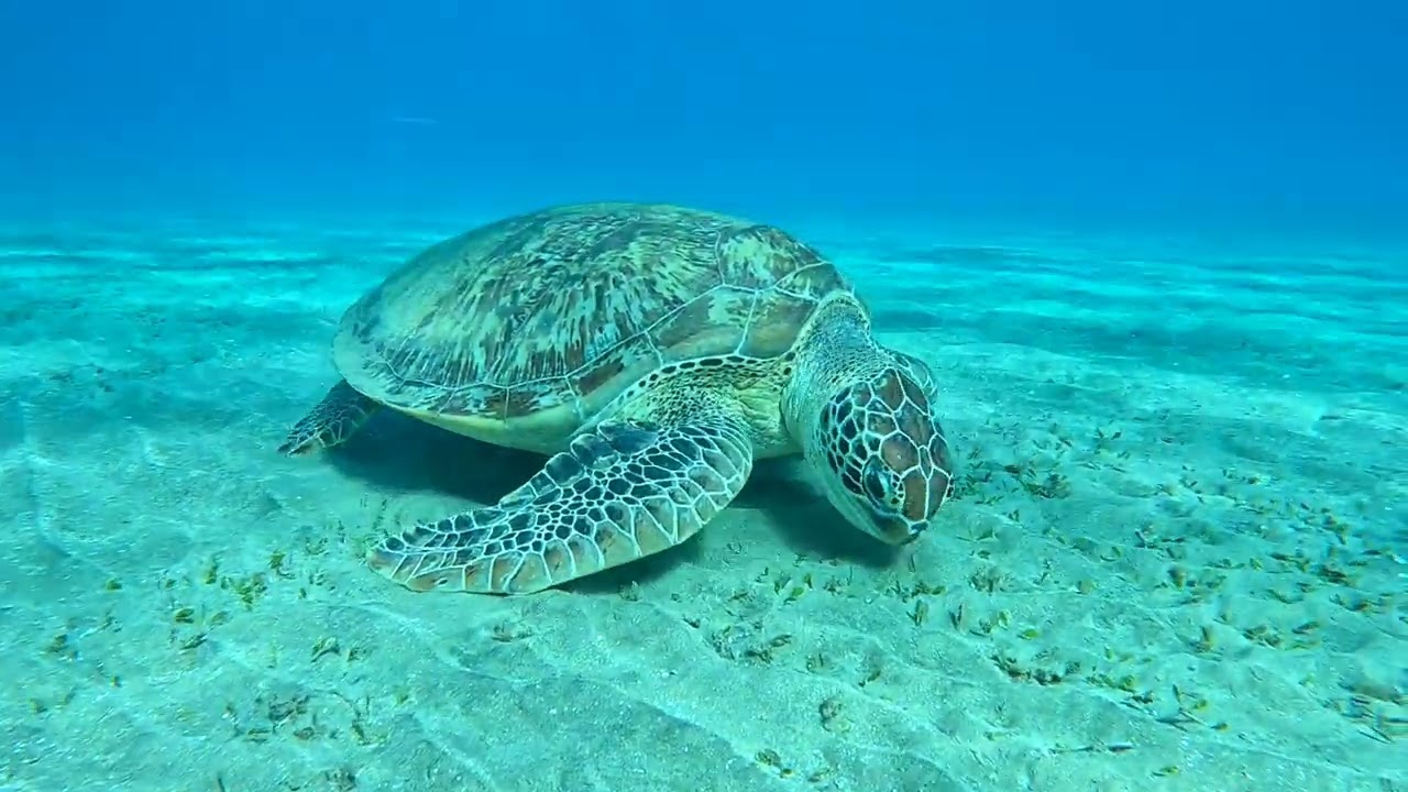 Red Sea Diving Marsa Alam, January 2024
