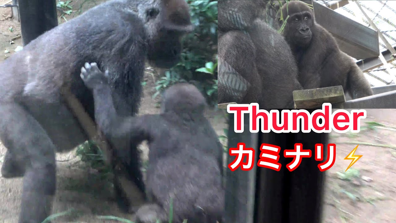 雷の音に怯えるキンタロウに駆け寄るゲンキ母 🌸Kintaro is afraid of the sound of thunder, Mum Genki runs to him【京都市動物園