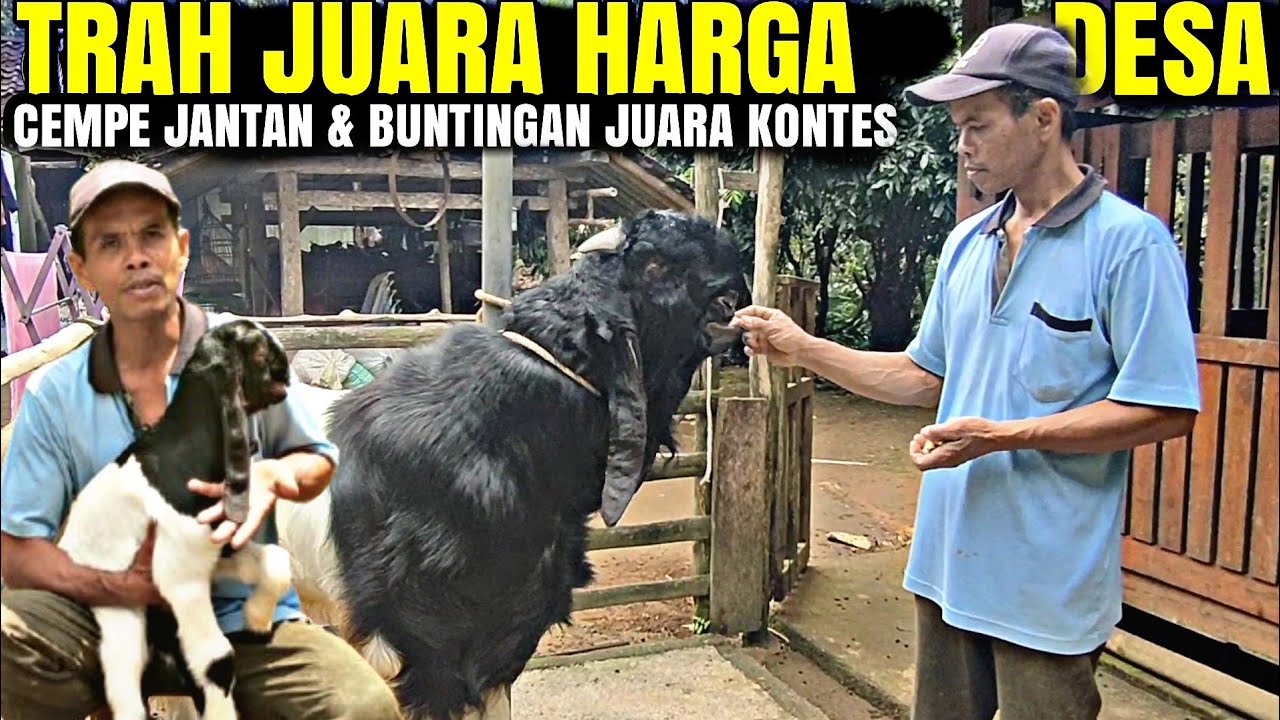CALON MONSTER ..!!! Jantan Dan BUNTINGAN JUARA KONTES Kambing PE PAK SUPARJI