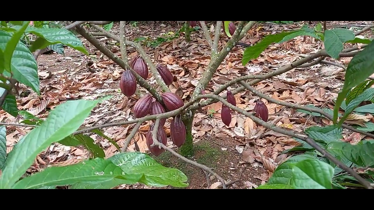 Perkebunan kakau sulawesi  Mcc02,buah nya lebat sekali@PekonSriwungunursery