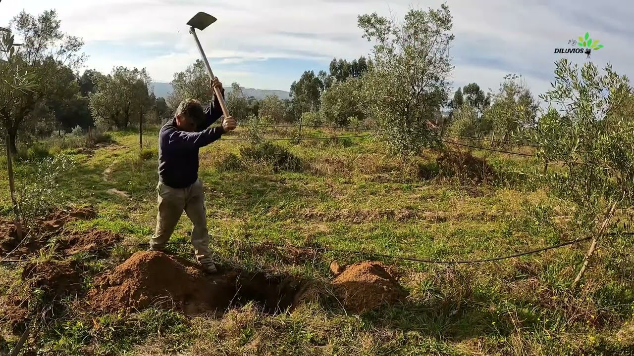 Plantação de Oliveiras