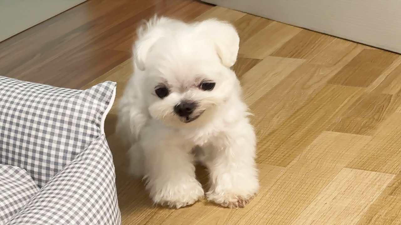 진짜 어이없는 말티즈임