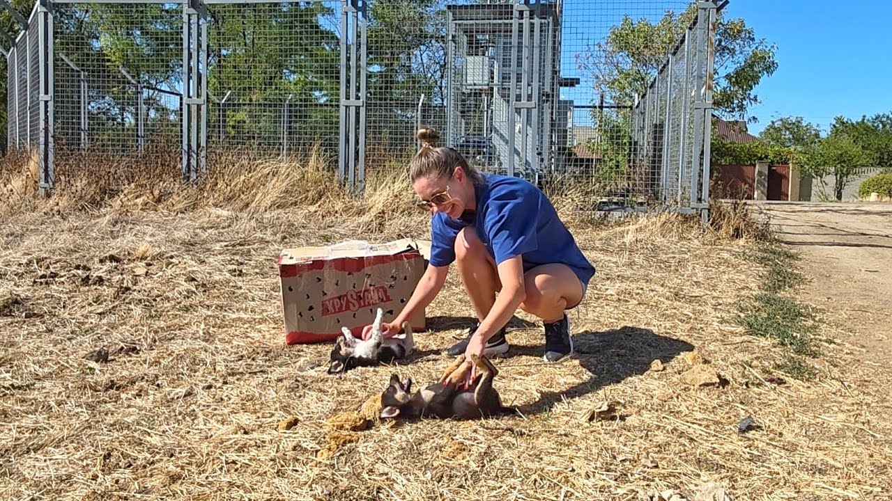 We Stopped to Rescue Abandoned Puppies But We Got Attacked :)