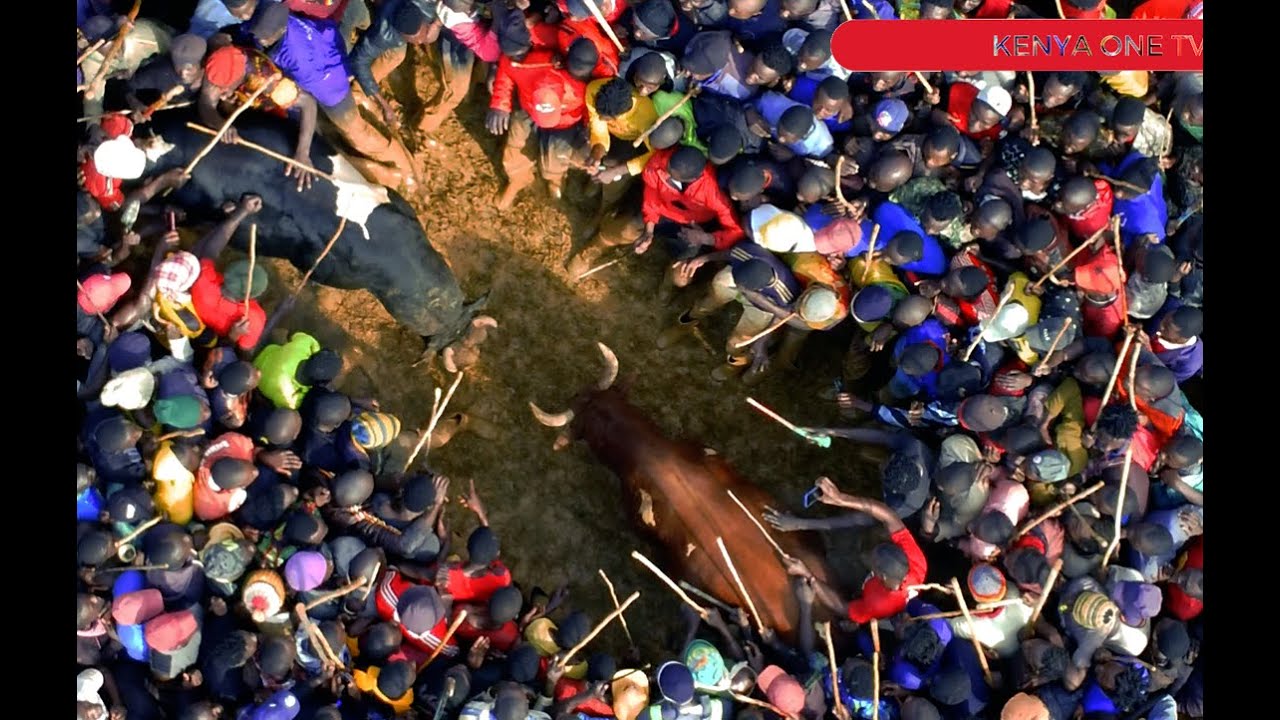 Unforgettable Clash of Titans: Machete vs. Polisi - The Epic Bullfighting Encounter!
