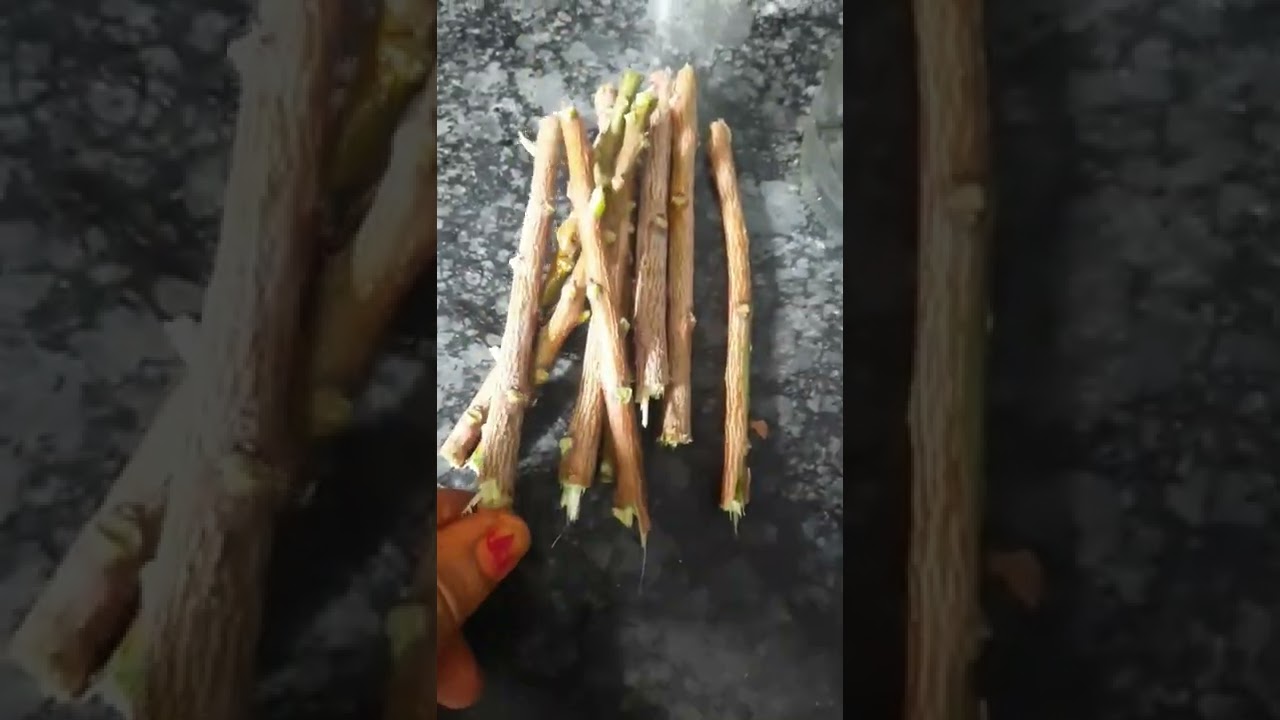 how to store neem sticks#shorts #svasthaflavours