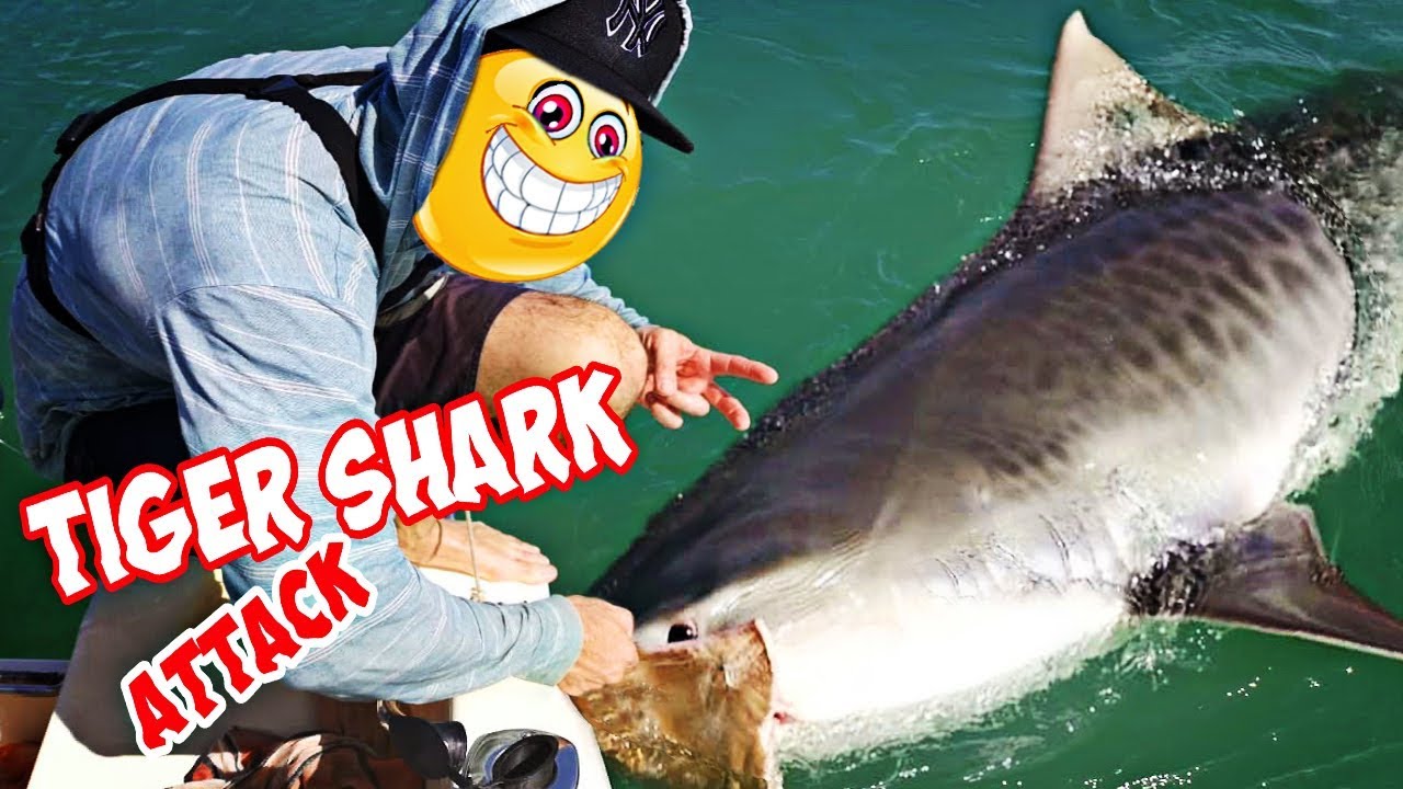 P&ecirc;che requin tigre aux Battures / Guyane Fran&ccedil;aise