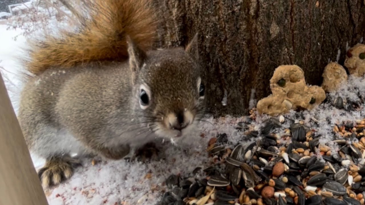 Birds + Squirrel + Snowy Day = FUN