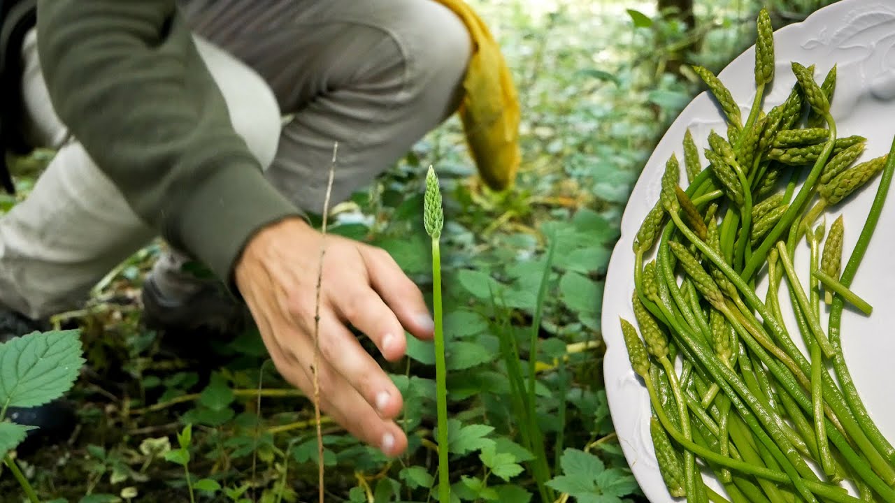 Foraging for Wild Asparagus (Prussian/Bath Asparagus)
