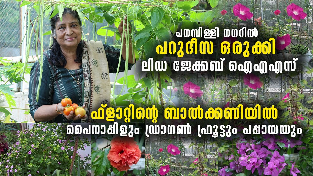 ഫ്ലാറ്റിന്റെ ബാൽക്കണിയിൽ പറുദീസ ഒരുക്കി ലി&zwj;ഡ ജേക്കബ് ഐഎഎസ് | ബാൽക്കണിലെ അത്ഭുത കൃഷിയിടം