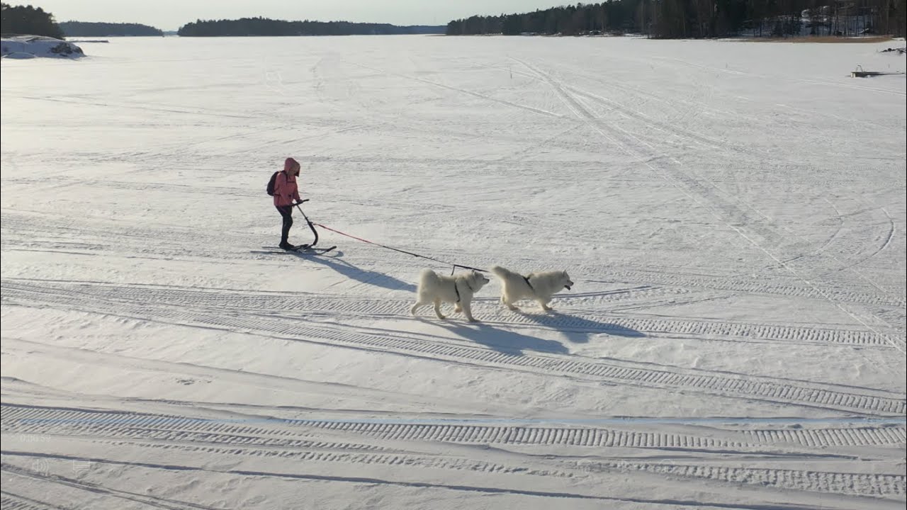 Dog Sledding - The Samoyeds