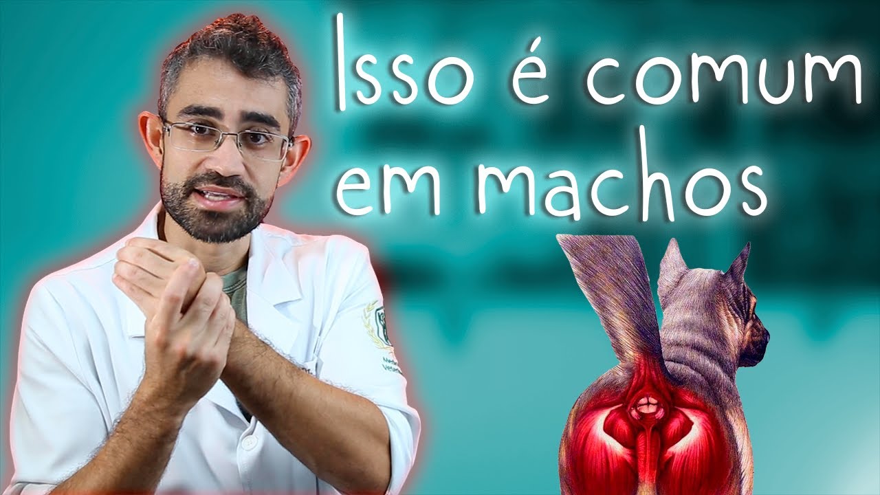 O que você precisa saber sobre hérnia perineal | Dica Veterinária #78
