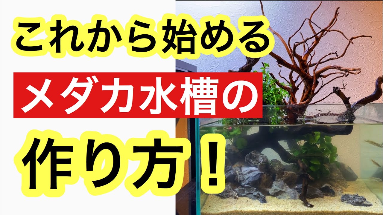 【美しいメダカ水槽の作り方!】‘‘０から始めるメダカ水槽の制作工程‘‘をプロが解説!