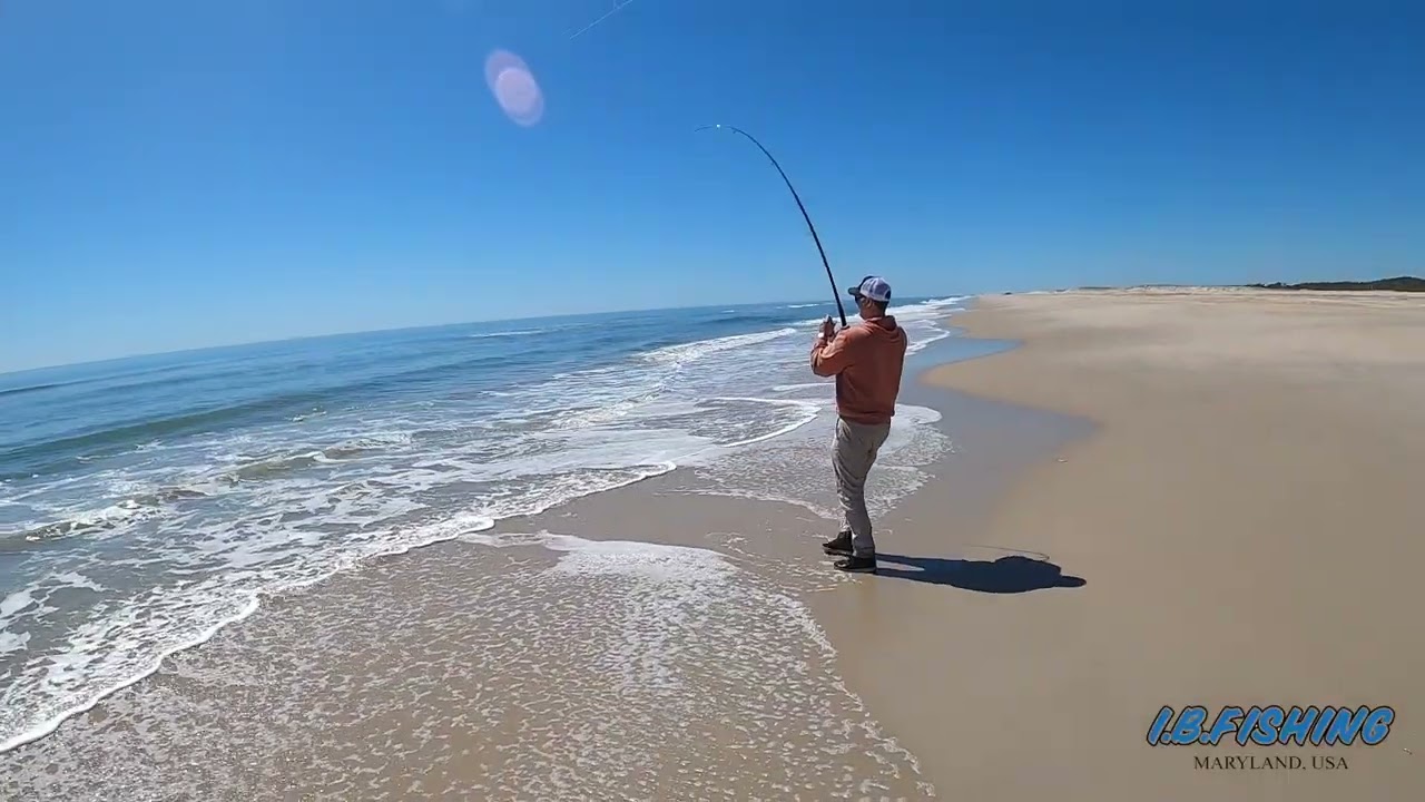 Surf Fishing Assateague Island, PB Striper!