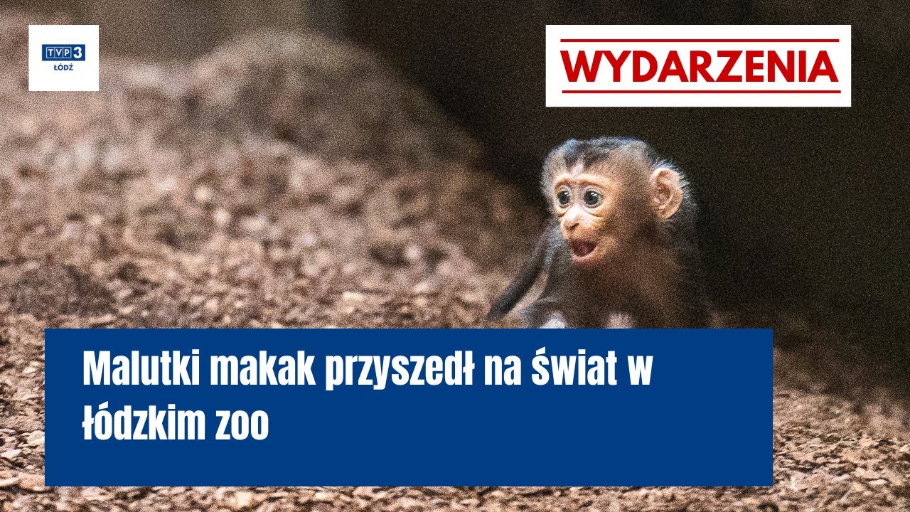 Malutki makak przyszedł na świat w ł&oacute;dzkim zoo