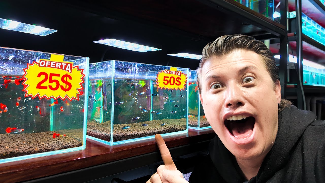 🤑🤑Los gupis y gambas más exóticos del mercado de los peces de la Morelos 🤑🤑