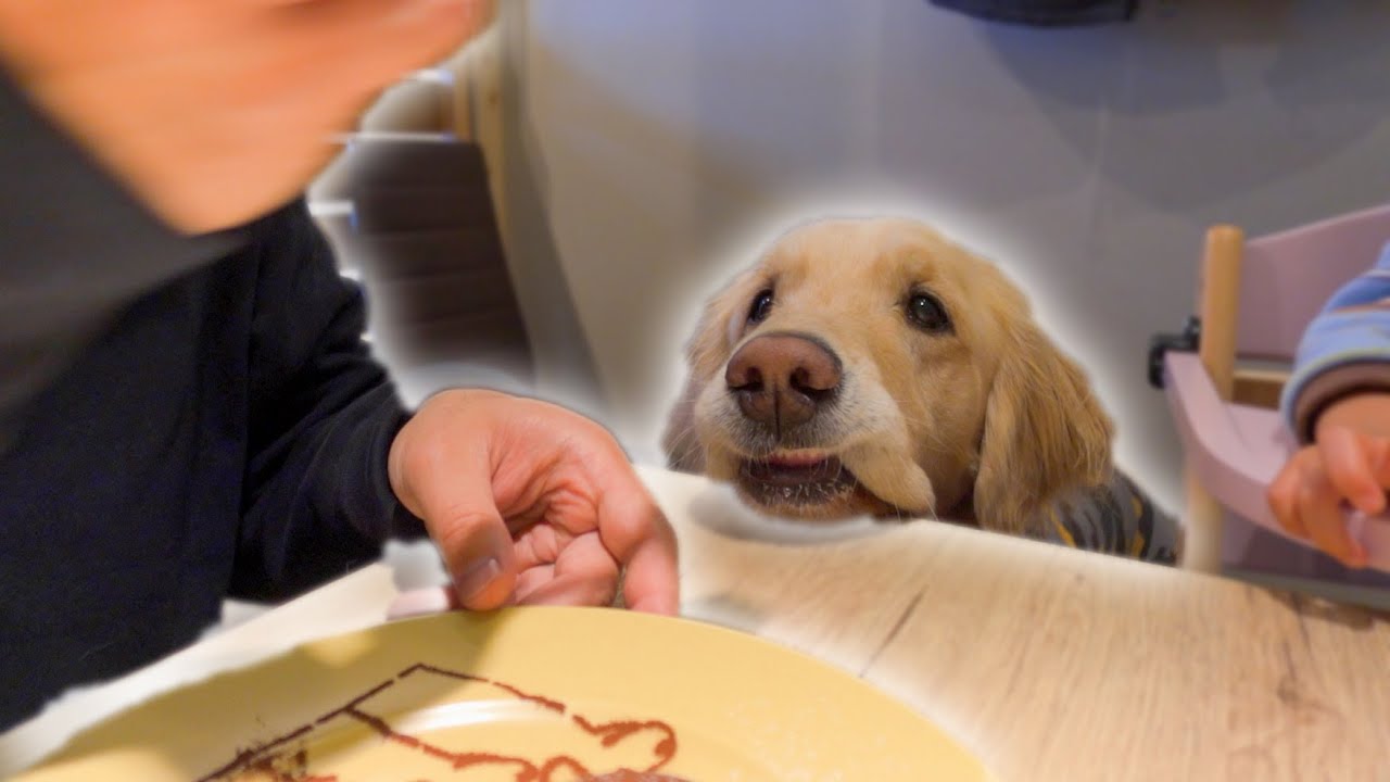 食事中に愛犬が見つめてきて食べ辛いんです
