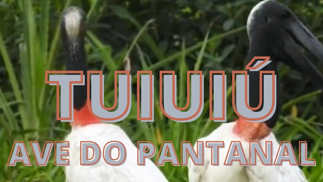 Canto do tuiuiú ( ave do Pantanal)