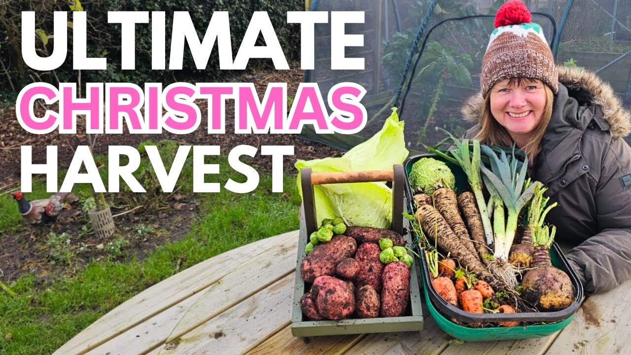 Huge December Harvest | Vegetable Garden Festive Abundance